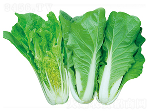 ���\1̖-�ײ˷N��-����