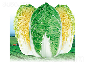 ����-�ײ˷N��-����