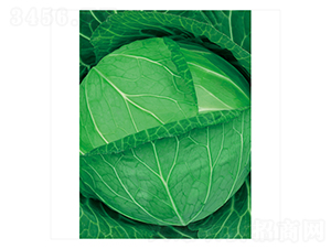 ׷��-���{(l��n)�N��-����