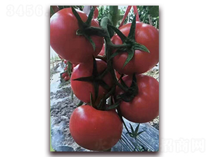 紅桃K-紅果番茄種子-金誠益農(nóng)