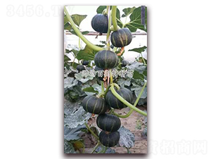 ��ؐ�����Ϲ�-�ϹϷN��-��˹��