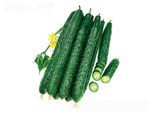 ����̖���-�S�ϷN��-����