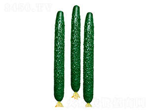 ����̖���-�S�ϷN��-����