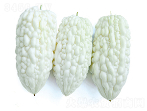 白起-苦瓜種子-立信