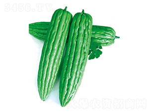 安卓三號(hào)-苦瓜種子-立信