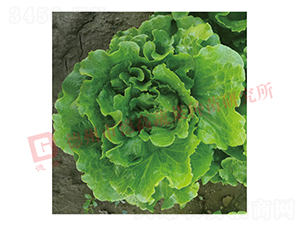 �¸����������-���˷N��-�¸�