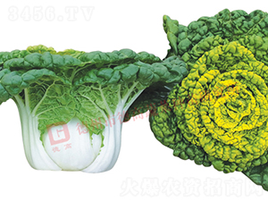 ���6̖-�׹��˷N��-�¸�