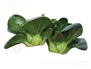 �K����-�๣�˷N��-�¸�