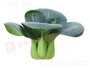 �¸�1135-�๣�˷N��-�¸���