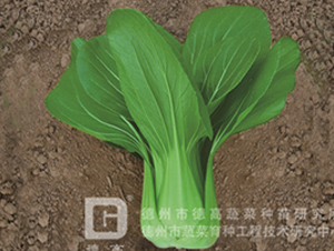 �¸��ľG-�๣�˷N��-�¸�