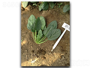 ����(gu��)���G-���˷N��