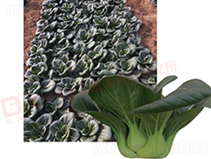 �K����-�¸��Kɺ��-�๣�˷N��-�¸�