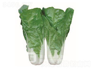 �¸�1138-��˷N��-�¸�