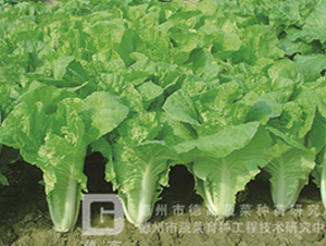 �¸�536-��˷N��-�¸�