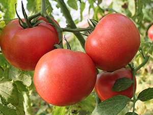 壽研PT305-番茄種子