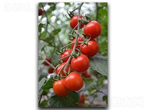 壽研丹霞-番茄種子