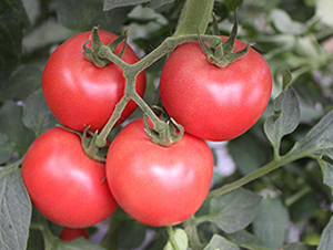 ����PT519-���ѷN��