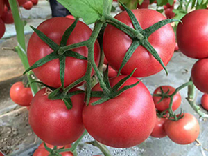 壽研PT328-番茄種子