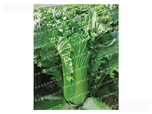 �F��309-��ײ˷N��-�¸�