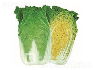 �S�İײ�-���P��-��ײ˷N��-�¸�