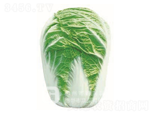 �¸�1̖(h��o)-��ײ˷N��-�¸�