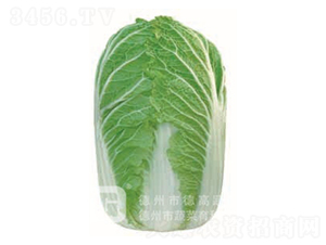 �¸�18-��ײ˷N��-�¸�