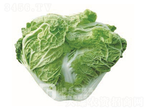 С��65-��ײ˷N��-�¸�