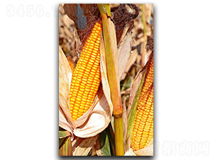 ¡��3̖(h��o)-���׷N��