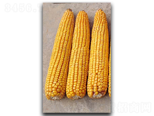 ¡�S5̖(h��o)-���׷N��