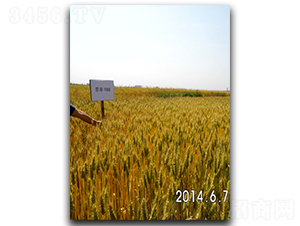 ����988-С���N��