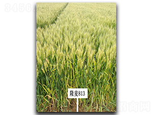 ¡��813-С���N��