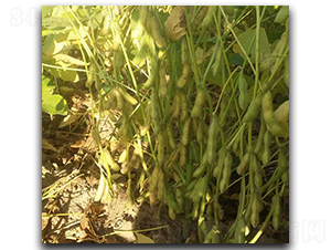 ����1̖(h��o)-ë���N��-ï�A�N�I(y��)