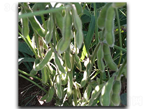 臺(tái)灣75-3-毛豆種子-茂華種業(yè)