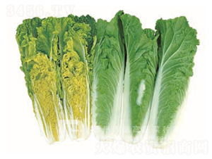 ����1̖(h��o)-��ײ˷N��-�¸�