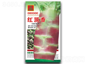 紅頂香-萵筍種子-科興種業(yè)