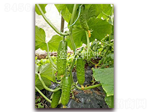 ʢ�S��̖(h��o)-�S�ϷN��-�Aʢ�_(d��)