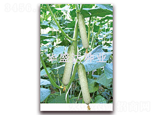 ʢ�_(d��)313-�S�ϷN��-�Aʢ�_(d��)