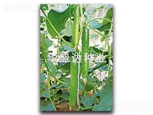 ʢ�_(d��)C19-�S�ϷN��-�Aʢ�_(d��)