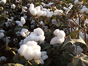 �º�24̖-�޻��N��-��ʥ�̷N�I(y��)