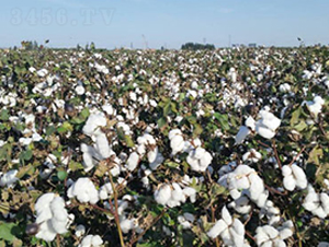 �����76̖-�޻��N��-��ʥ�̷N�I(y��)