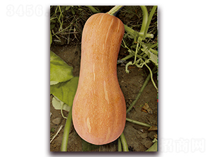 �ϻ��۱��Ϲϣ�1079��-�ϹϷN��-�����r