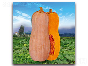 ���S�۱��Ϲϣ�1113��-�ϹϷN��-�����r