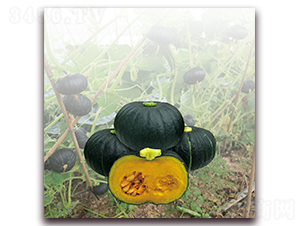 ���rؐؐ�Ϲϣ�1245��-�ϹϷN��-�����r