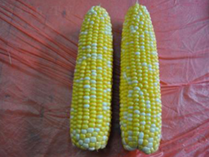 ��������̖(h��o)-��Ŵ���׷N��-�����S��