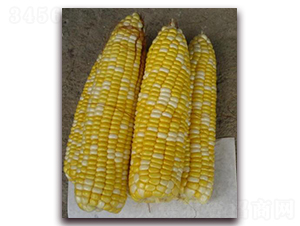 ������һ̖(h��o)-��Ŵ���׷N��-�����S��