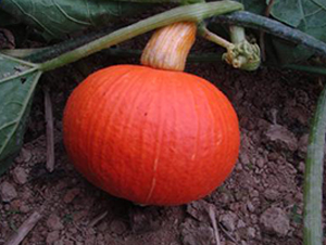 �|���t-�ϹϷN��-�����S��