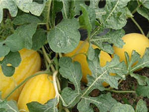 金妃子-甜瓜種子-金秋豐年