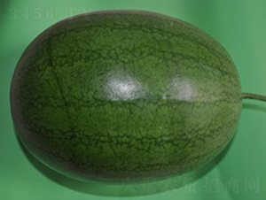 新優(yōu)小玲-西瓜種子-金秋豐年