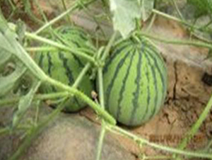 ����-���ϷN��-�����S��