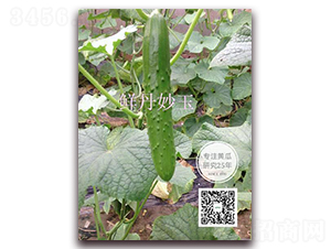 ����-�S�ϷN��-�¸ɾ�